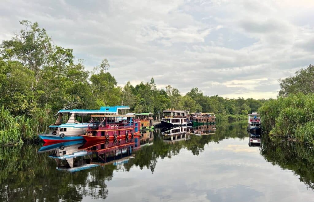 Barcos coloridos amarrados en río tropical con vegetación densa.