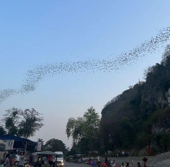 Murciélagos saliendo al atarceder en Battambang