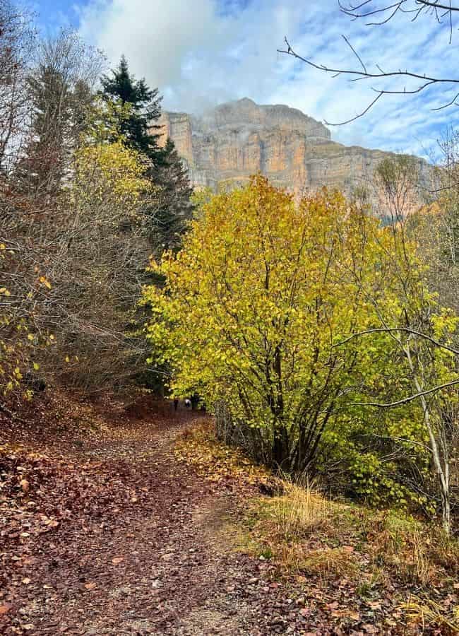 Sendero rodeado de hayas con colores amarillos y ocres en pleno Parque Nacional de Ordesa.