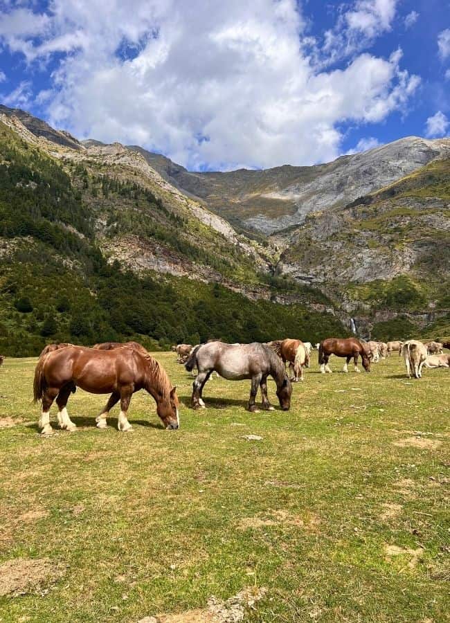 Caballos pastando libremente en la pradera alpina de los Llanos de La Larri con montañas de fondo.