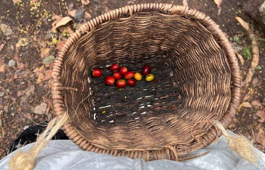 Canasta de mimbre tradicional con granos de café rojos recién cosechados.