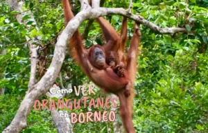 Madre orangután y su cría colgando de un árbol en Borneo.