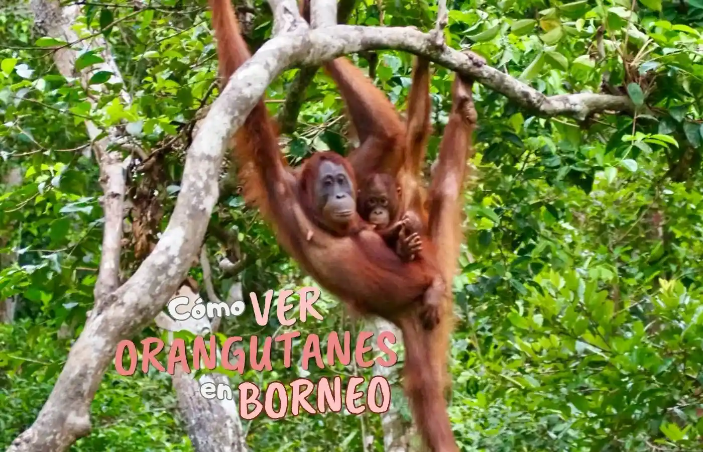 Madre orangután y su cría colgando de un árbol en Borneo.