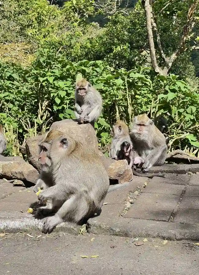 Monos en los laterales de una carretera forestal durante un viaje por libre en Bali.
