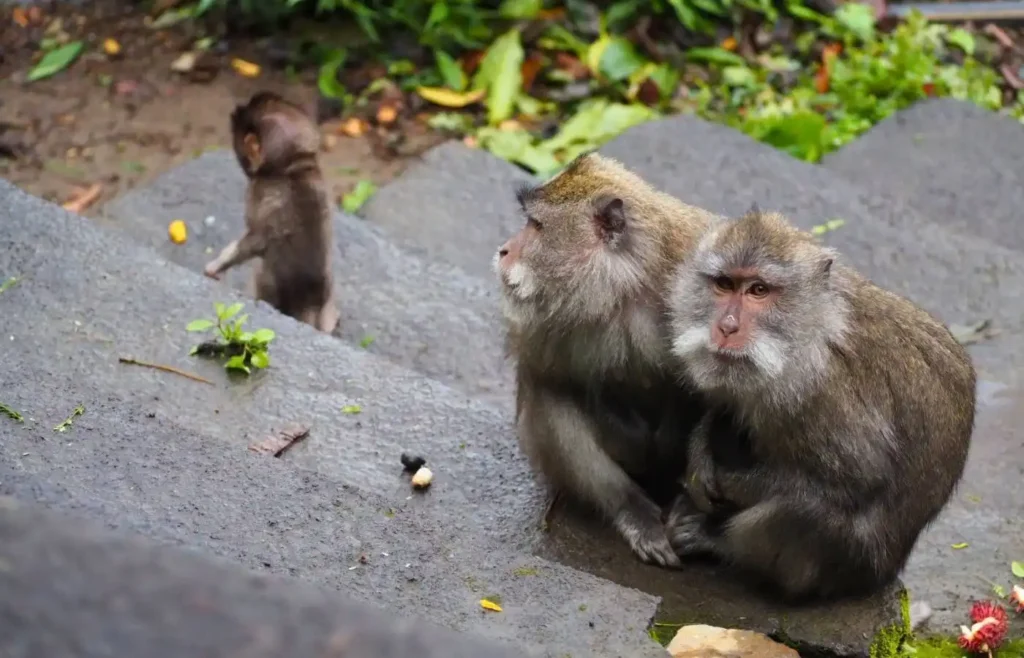 Monos macacos en escaleras de piedra con cría detrás.