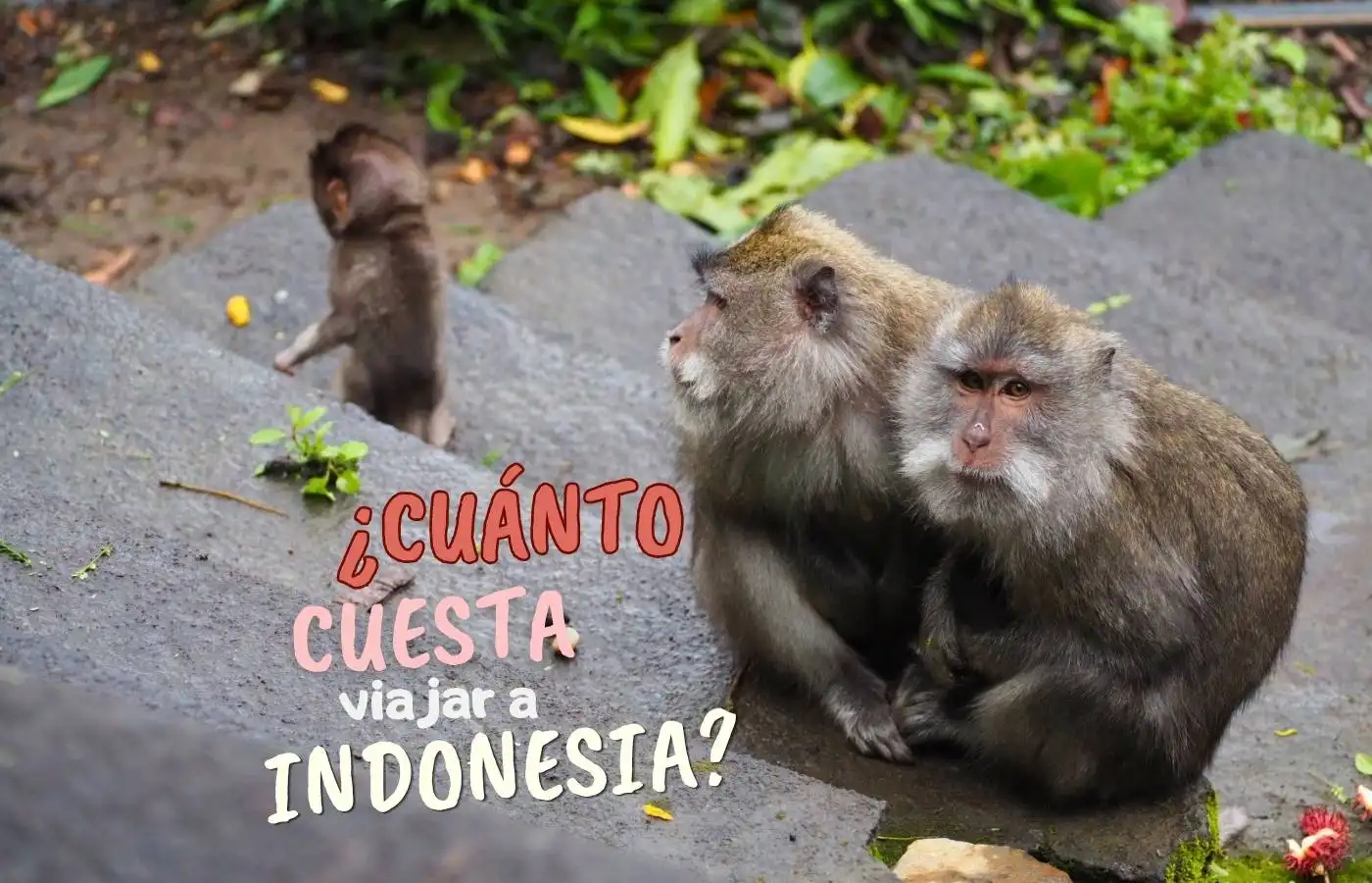 Monos macacos en escaleras de piedra con vegetación tropical.