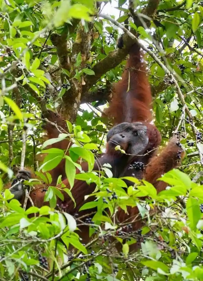 fauna salvaje selva kalimantan borneo