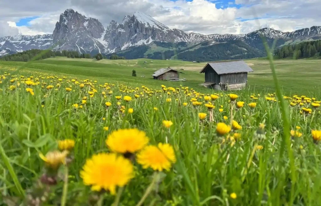 Primer plano de flores silvestres amarillas en un prado de alta montaña.