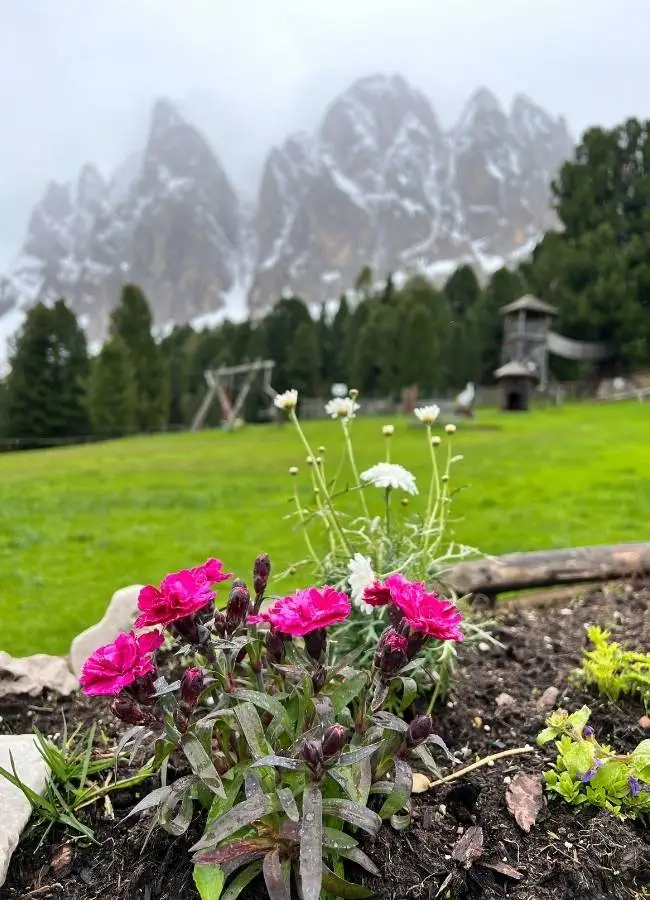 Flores rosas vibrantes en primer plano con montañas nevadas detrás.