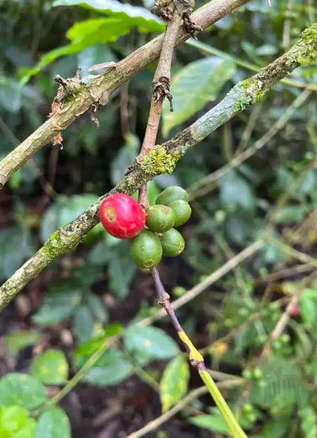 Detalle de un grano de café maduro en la planta durante un tour en una finca cafetera.