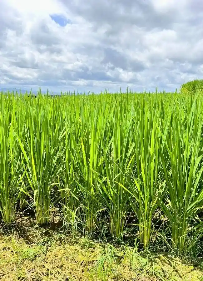 Campos de cultivo en las terrazas de arroz de Jatiluwih, la alternativa sin masificaciones a Tegallalang en Bali.