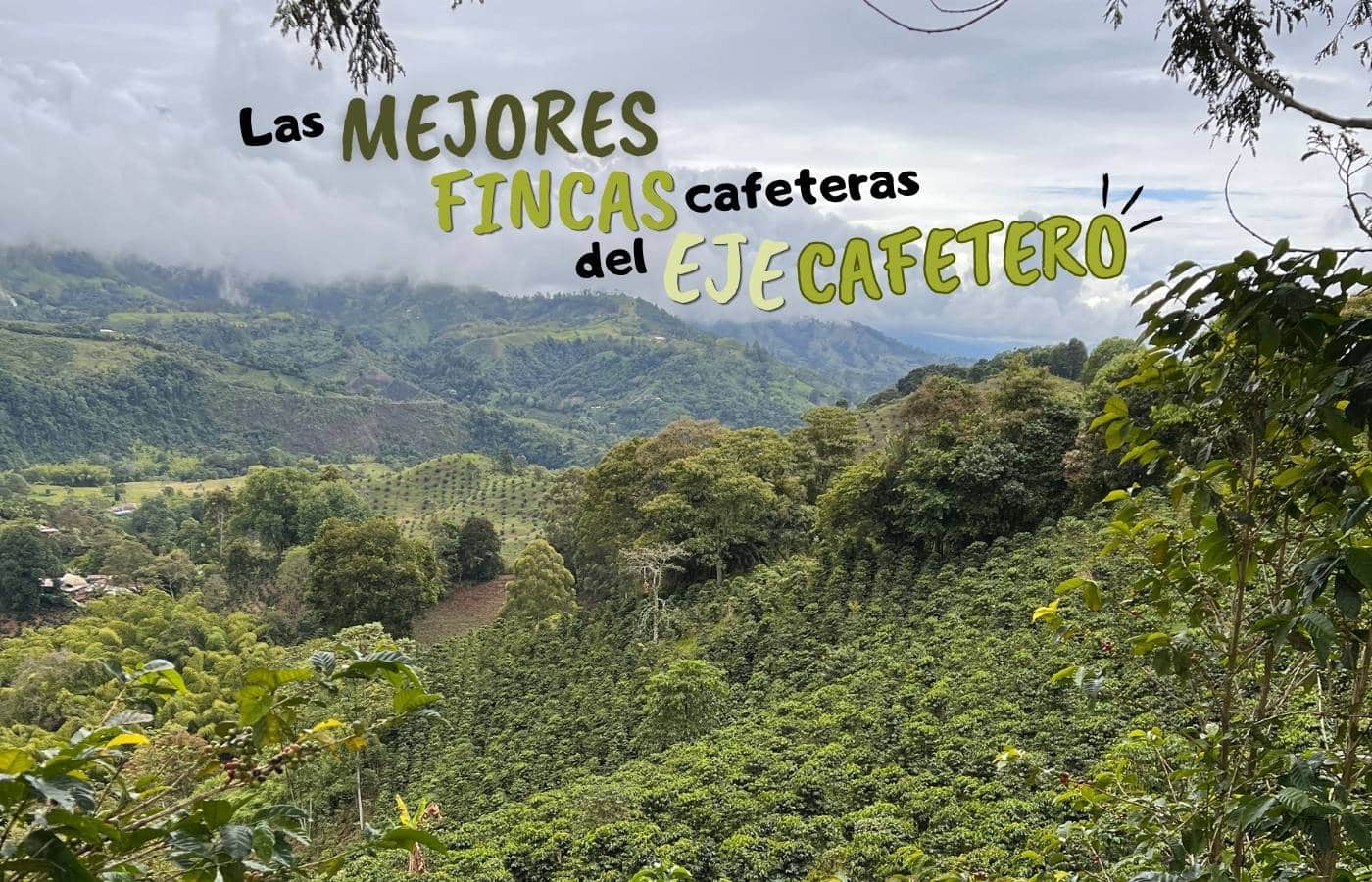 Paisaje de cafetales con el texto Las Mejores Fincas Cafeteras del Eje Cafetero.