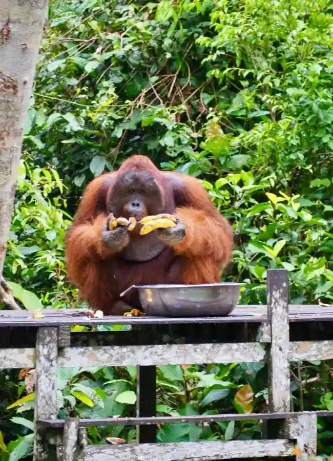 orangutan comiendo plataforma camp leakey