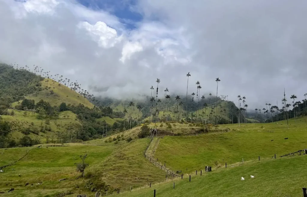 Vista panorámica de las palmas de cera en las montañas verdes del Valle de Cocora bajo un cielo nublado.