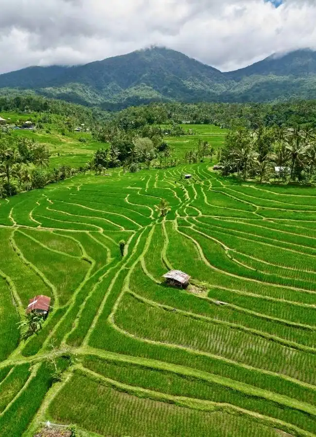 Paisaje monumental de las terrazas de arroz de Jatiluwih, Patrimonio de la Humanidad en Bali.