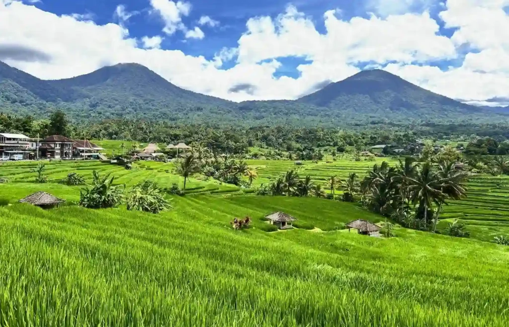 Terrazas de arroz verdes y campos de cultivo tradicionales en el centro de Bali.