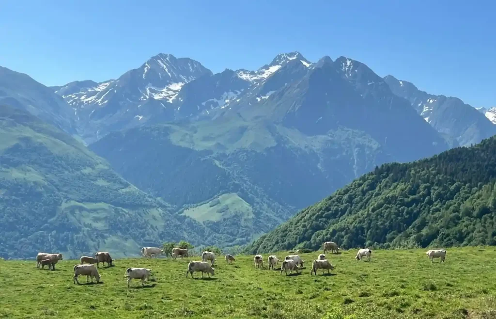 Vacas pastando en prado alpino con montañas nevadas bajo cielo azul.