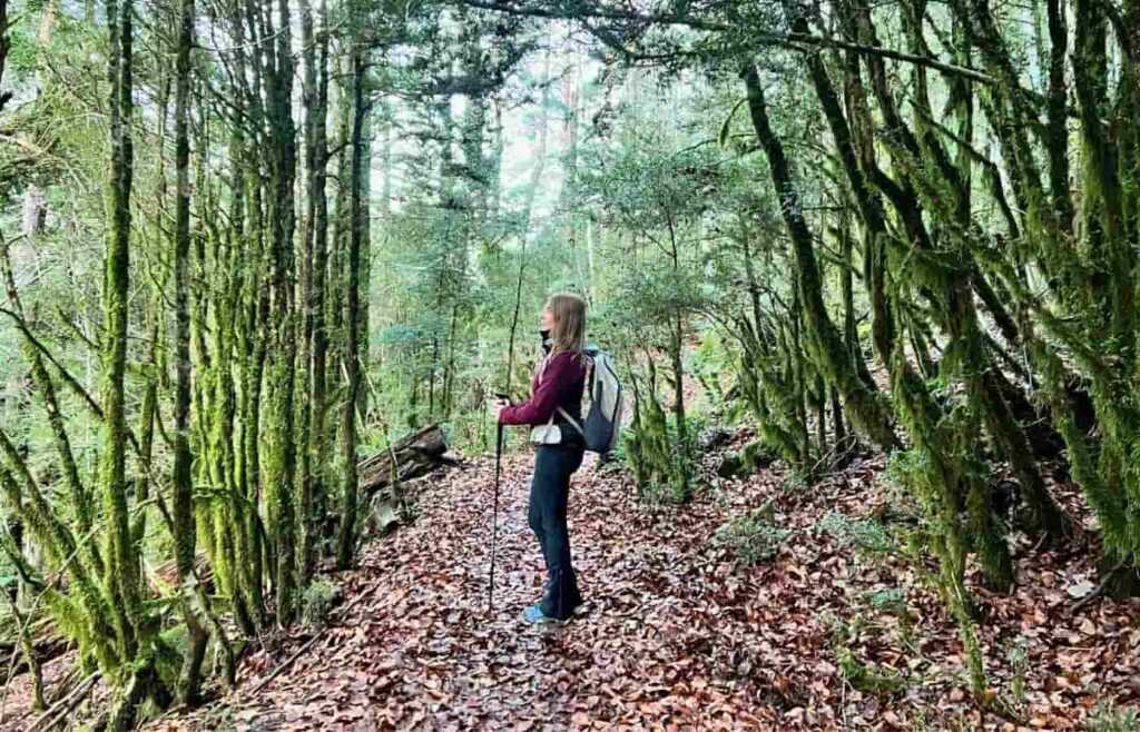 Mujer caminando por un sendero sombrío rodeado de hayas en el Parque Nacional de Ordesa.