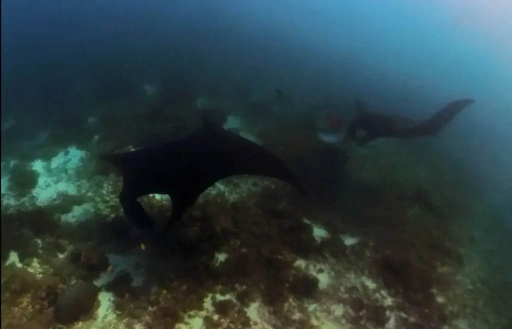 Una enorme mantarraya nadando cerca del fondo marino en Manta Point, Komodo.