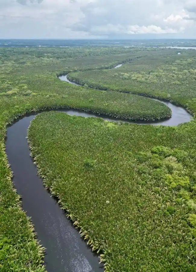 Vista aérea de un río serpenteando a través de densa vegetación verde.